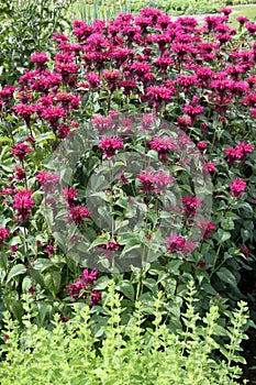 Monarda didyma during flowering on the herb garden bed