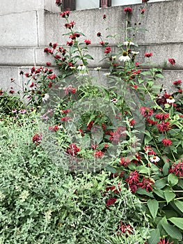 Monarda Didyma flowers and cone flowers