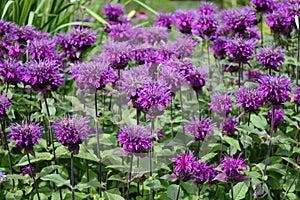 Monarda didyma or photo