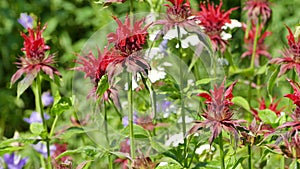 Monarda didyma - red flowers of Beebalm blooming in summer cottage garden