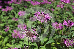 Monarda didyma. Scarlet beebalm, wild bergamot in garden.