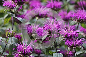 Monarda didyma. Scarlet beebalm, wild bergamot in garden.