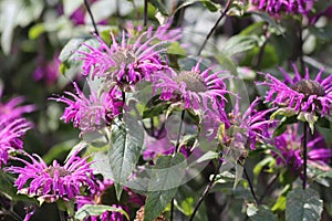 Monarda didyma. Scarlet beebalm, wild bergamot in garden.