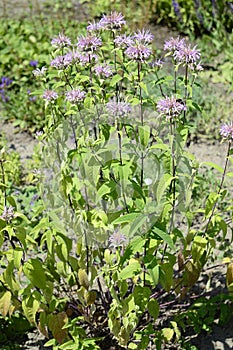 Monarda fistulosa with lavender flowers photo