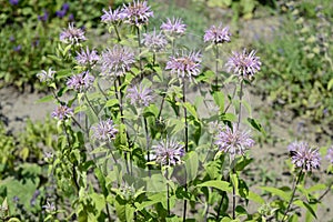 Monarda fistulosa with lavender flowers photo