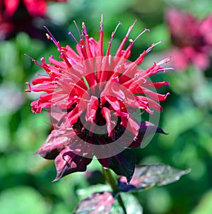 Monarda fistulosa, photo