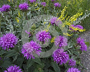 Monarda Fistulosa photo