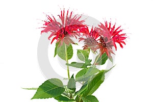 Monarda flower photo