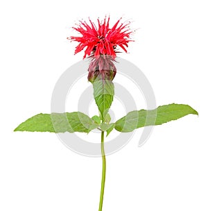 Monarda flower