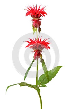 Monarda flower
