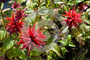 Monarda flowers photo