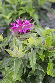 Monarda - Pardon my Purple