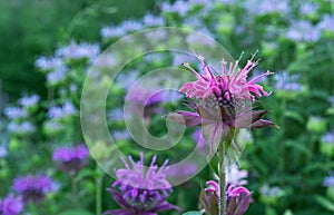 Monarda or wild bergamot. Single bee balm flower against a darker background photo
