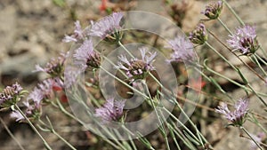 MONARDELLA LINOIDES BLOOM - SAN BERNARDINO MTNS - 071321