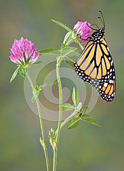 Monarh sipping nectar