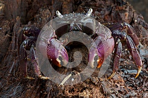 Monas crab photo