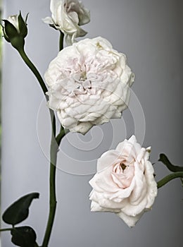 MonCoeur Rose,light pink petals