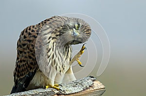 The Monday morning Kestrel...