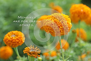 Monday motivational quote - Mondays are for fresh starts. Inspirational words concept with nature background of orange marigold