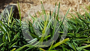 Mondo Grass photo