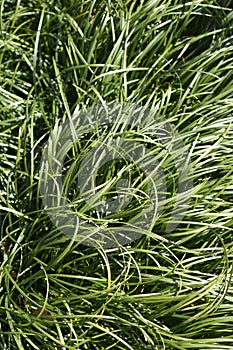 Mondo grass photo
