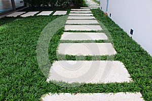 Mondo grass between pathway