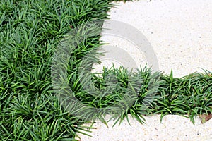 Mondo grass between pathway photo