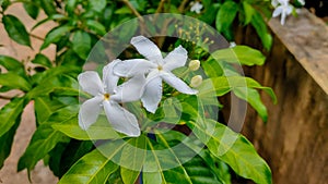 Mondokaki ornamental plants are white in the yard of residents' houses