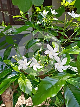 Mondokaki & x28;Tabernaemontana divaricata& x29; is a flora originating from India that has spread to Southeast Asia.