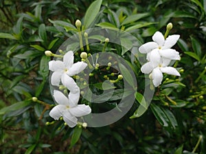 Mondokaki (Tabernaemontana divaricata) in the garden