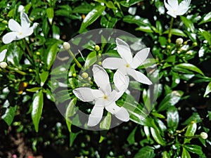 mondokaki, wari flower, nyingin flower, butter flower, milk flower, manila flower, susong flower