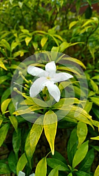 Bunga mondokaki photo