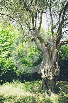 Monestery Hilandar I - Tsar Dusan olive tree