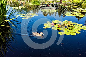 The Monet Pool in Denver Botanic Gardens, with swimming duck, water lilies and reflections in sunshine.