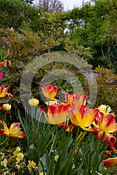 Monet\'s Norman Garden in Giverny, France