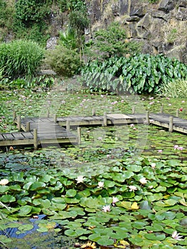 Monet's water lily gardens