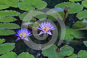 Monet Type Water Lillies