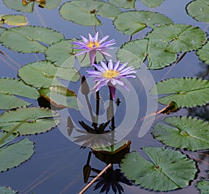 Monet Type Water Lillies with Reflection