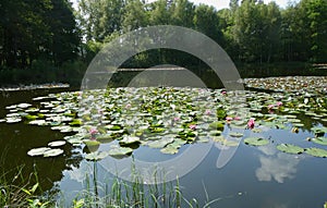 Monet understood. Ponds with waterlilies are gorgeous
