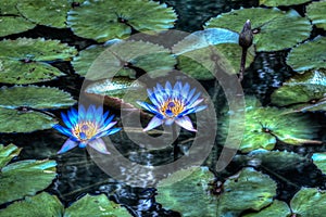 Monet Water Lillies in HDR