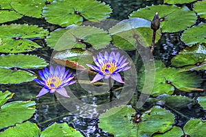 Monet Water Lillies in HDR