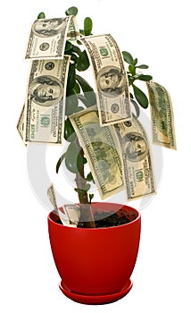 Monetary tree photo