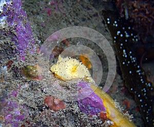 Monetrey Dorid on a Purple Encrusting Sponge