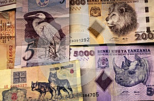 Money with Animal pictures