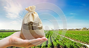 Money bag on the background of agricultural crops in the hand of the farmer. Agricultural startups. Profit from agribusiness.