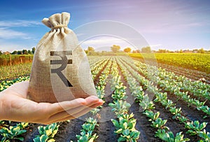 Money bag on the background of agricultural crops in the hand of the farmer. Agricultural startups. Profit from agribusiness.