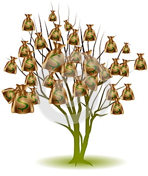 Money Bag Tree