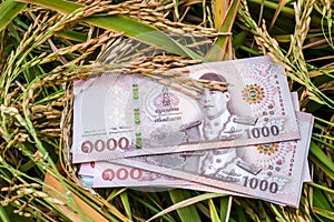 Money banknote thai baht at rice field in harvest season, money and paddy rice, trading or selling concept