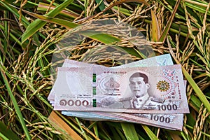 Money banknote thai baht at rice field in harvest season, money and paddy rice, trading or selling concept