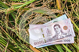 money banknote thai baht at rice field in harvest season  money and paddy rice  trading or selling concept